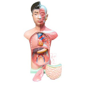 Anatomical Torso Model 68cm Plastic For Teaching Medical Science - Product Image 4
