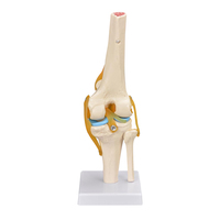 Modelo de articulación de rodilla funcional, modelo anatómico que incluye ligamento y menisco, esqueleto funcional, modelo de ciencia médica