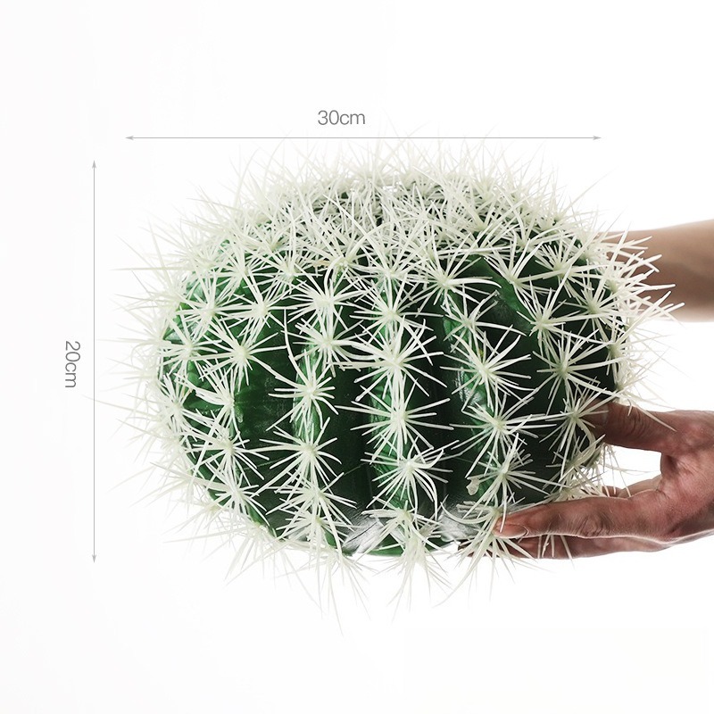 white thorn cactus 30cm