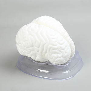 Модель мозга, 8 деталей, обучающая модель, медицинская наука, силиконовый материал - Product Image 4