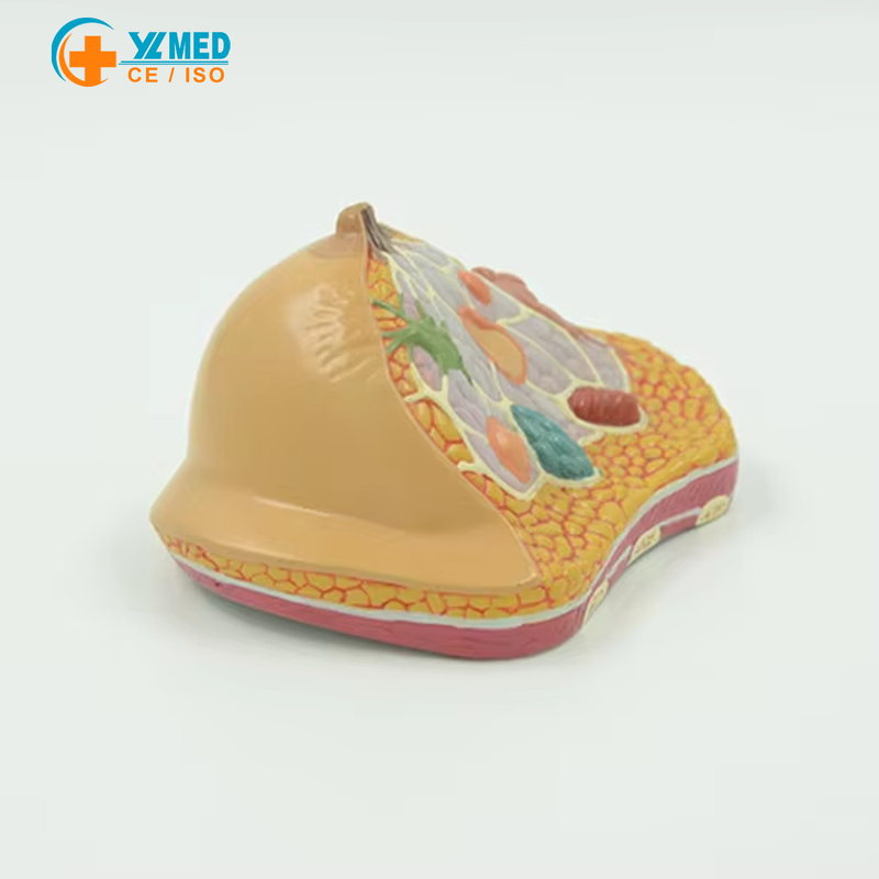 Medical Science Human Anatomical Female Breast