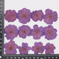 Fleurs séchées de haute qualité, petites fleurs de cerisier Sakura, fleurs de cerisier pressées réelles, carte cadeau, fleurs pressées, fleurs séchées réelles