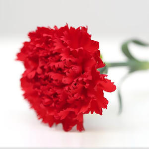 Carnation Kunming Fleurs faites à la main 20 bâtons/cravate Oeillets simples frais coupés pour la fête des mères Saint Valentin Graduation - Product Image 6