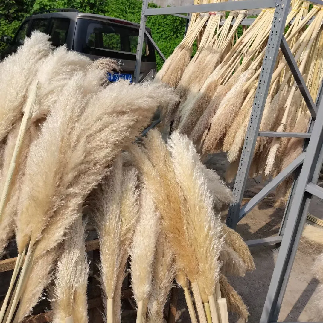 DP-047 White Pampas Grass Natural Dry Flowers Large Fluffy Pampas Dried Pampas Grass For 42inch Free samples