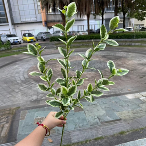 Оптовая продажа, новый дизайн TH386, искусственные зеленые листья самшита, растения для домашнего декора - Product Image 5