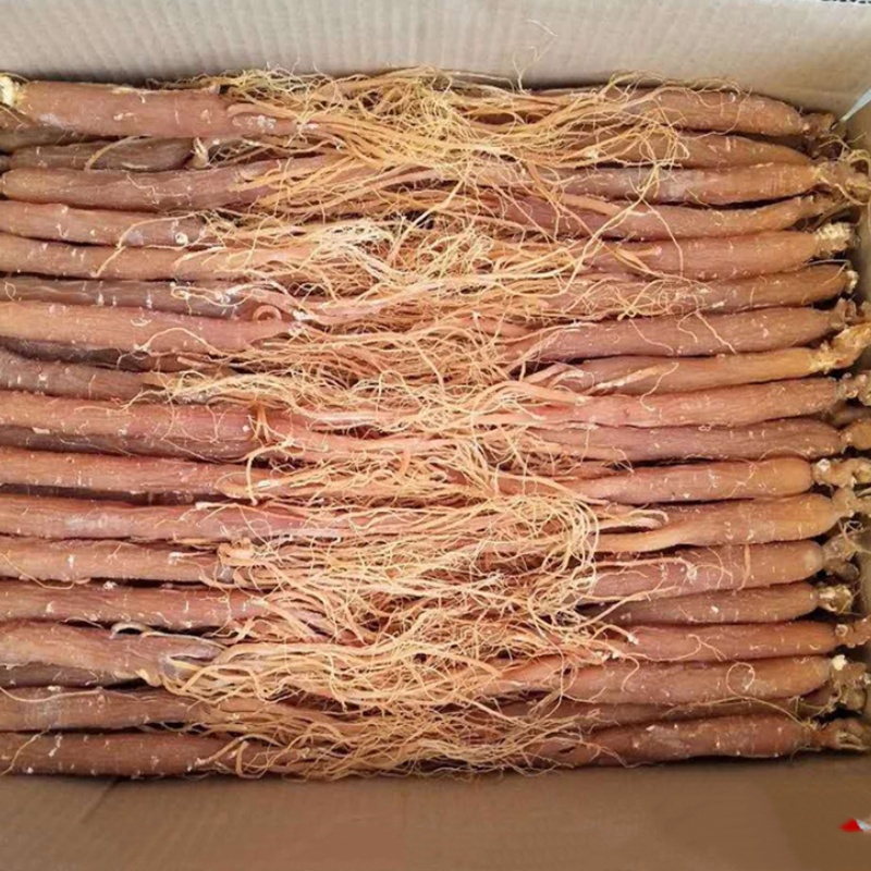 High Quality Chinese Herbs Red Whole Ginseng Pure Natural Red Ginseng Fine Root