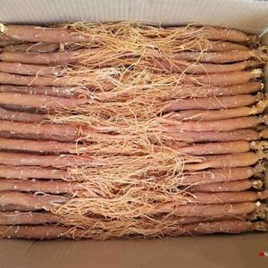 Высококачественный китайский красный женьшень, цельный, натуральный, из тонких корней - Product Image 1