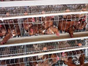 Cage à poules à étages de type A, cages à batterie pour le Sri Lanka - Product Image 5