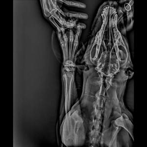 Современная ветеринарная цифровая рентгеновская система DR <span class=keywords><strong>Motion</strong></span> Imaging MINGYIDX-VF для кошек, собак и других животных - Product Image 2