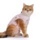 Traje de recuperación cómodo para gatos de fábrica, con cuello elástico, tela transpirable, ropa de dibujos animados para mascotas, camisa quirúrgica transpirable para gatos - Product Image 3
