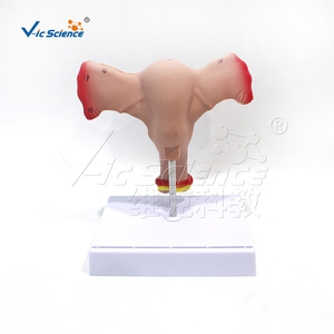 Modèle anatomique ovarien et utérin féminin Vic Education, modèle pédagogique de la reproduction humaine - Product Image 3