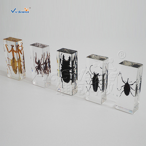 La enseñanza de la exposición Real de resina integrado muestra araña muestra - Product Image 5