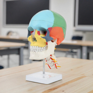 Cráneo Humano de Color con Columna <span class=keywords><strong>Cervical</strong></span>, Modelo de <span class=keywords><strong>Esqueleto</strong></span> Humano 170 - Product Image 1