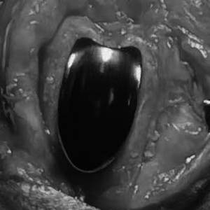 Набор для замены надколенниковой канавки (PGR) TOOLMED, ветеринарные имплантаты, титан, для хирургии переломов костей, сертификат CE - Product Image 5