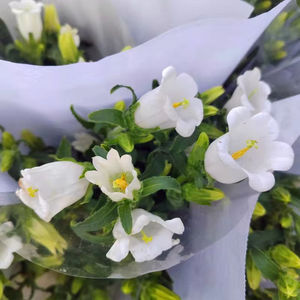 Arreglo Floral Seco Natural de Hierba de Pampas de Yunnan Kunming, Hecho a Mano, Moderno, para Bodas, Día de la Madre, Graduación, Navidad - Product Image 1