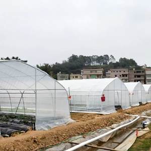 <span class=keywords><strong>Serre</strong></span> <span class=keywords><strong>tunnel</strong></span> agricole à structure <span class=keywords><strong>solide</strong></span> et faible coût pour fraises, en film plastique à simple travée - Product Image 6