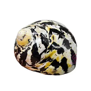 Natural Replacement shell of hermit crabs 5-8cm replace hermit crabs shell