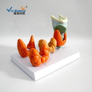 Modelo de enseñanza de ciencias médicas, modelo de educación anatómica plastinada de <span class=keywords><strong>cabeza</strong></span> <span class=keywords><strong>y</strong></span> <span class=keywords><strong>cuello</strong></span> patológico hiroideo - Product Image 2