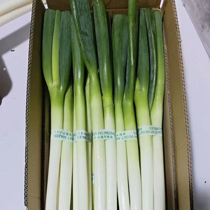 Cipollotti Verdi Cinesi Freschi e Pungenti, Ideali per Cucinare e Aromatizzare, Raccolto 2026, Vendita all'Ingrosso Diretta - Product Image 1