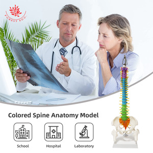 Modèle de colonne vertébrale humaine FRT018, modèle orthopédique médical avec bassin, modèle de colonne vertébrale de taille moyenne, flexible et sectionné par couleurs - Product Image 5