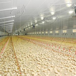 Equipo Automático para Granjas Avícolas de Pollos de Engorde, Fácil Instalación, en Oferta - Product Image 6