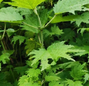 Thé de feuilles d'<span class=keywords><strong>ortie</strong></span> séchées en tranches de qualité supérieure - Product Image 5