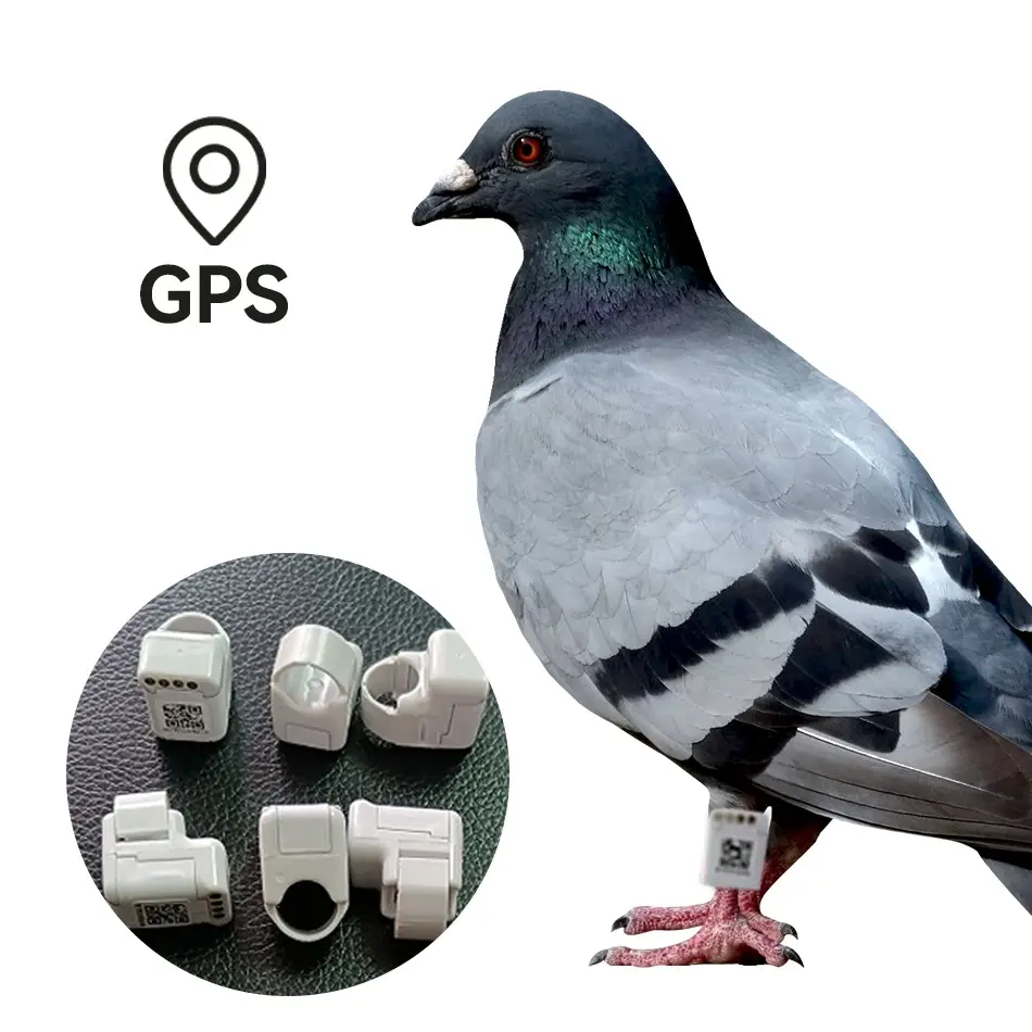 Bán Hot Bird GPS Tracker GPS theo dõi vòng chân cho chim bay ngoài trời
