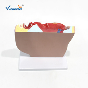 Modèle d'anatomie sagittale pelvienne féminine, modèle du système urogénital, modèle médical d'anatomie humaine en section sagittale médiane - Product Image 3