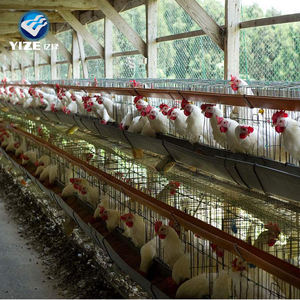 Kanada çiftlik tavuk kümesi katmanlar/endüstriyel tavuk kümesi - Product Image 6