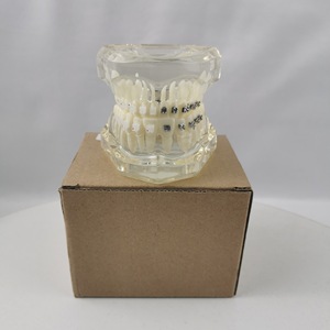 Modèle dentaire M3003, silicone médical anatomique, emballage individuel, usage domestique - Product Image 2