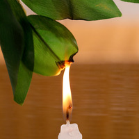 Feuilles de bambou artificielles ignifuges D448, branche unique en plastique, petites feuilles de saule, plantes vertes d'intérieur pour l'aménagement et les mariages