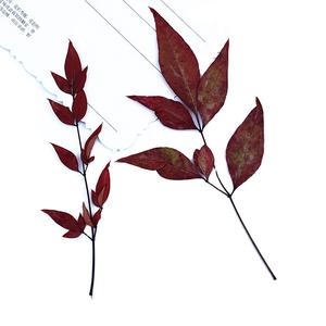 <span class=keywords><strong>Nandina</strong></span> Domestica hojas con ramas suministros para hacer tarjetas joyería de resina planta Natural <span class=keywords><strong>flor</strong></span> prensada Real DIY - Product Image 1