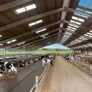 Establos Prefabricados Completos para Ganado, Granjas de Cría de Vacas <span class=keywords><strong>Lecheras</strong></span> en Venta - Product Image 5