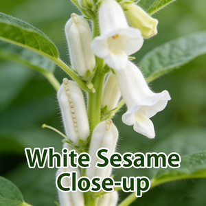 <span class=keywords><strong>Olio</strong></span> di <span class=keywords><strong>Sesamo</strong></span> Naturale all'Ingrosso per Uso Culinario, <span class=keywords><strong>Olio</strong></span> di Semi di <span class=keywords><strong>Sesamo</strong></span> 100% Puro e Biologico 8008-74-0 per Cura della Pelle - Product Image 6