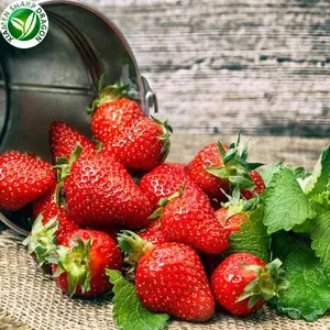 התות האורגני הטוב ביותר קפוא IQF בתפזורת שלם טרי מתוק פראי תותים פרי מחיר רב ערך לא ממותק בריא זול