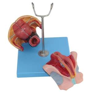 Модель медицинского обучения Женская репродуктивная система модель для гинекологии и анатомии - Product Image 5