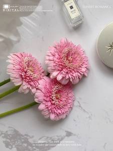 Ingrosso Gerbera rosa Foster <span class=keywords><strong>fiori</strong></span> <span class=keywords><strong>rari</strong></span> pizzo bolle di nicchia varietà catena del freddo capelli lisci Yunnan seta cinese nuovo anno nuovo - Product Image 5