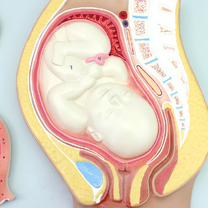 Mô hình phát triển của thai nhi thụ tinh hình thành hợp tử và cấy ghép tử cung nữ tử cung Mô hình giải phẫu buồng trứng giáo dục - Product Image 3