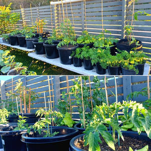 Vaso da fiori OEM/ODM nero extra large da 5, 15, 50, 70 galloni, vaso da vivaio <span class=keywords><strong>per</strong></span> piante da giardino, vaso in <span class=keywords><strong>plastica</strong></span> <span class=keywords><strong>per</strong></span> piante e ortaggi - Product Image 2