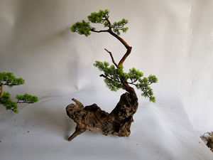 <span class=keywords><strong>Pas</strong></span> <span class=keywords><strong>cher</strong></span> <span class=keywords><strong>aquarium</strong></span> plantes Naturelles - Product Image 3