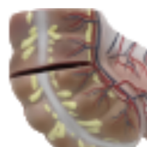 ADA Medical Teaching Modèle agrandi d'appendice caecal (avec chiffres) et de caecum et modèle d'appendice pour les étudiants à apprendre - Product Image 3