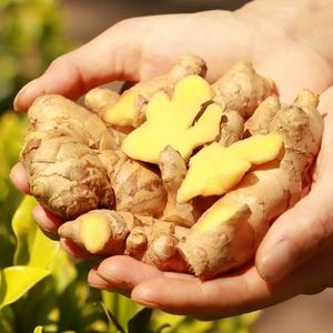 Gingembre bio indien frais et sec de meilleure qualité - Product Image 2