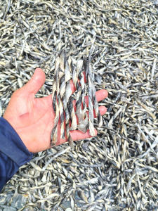 Alimentos para mascotas de Vietnam, productos de exportación, colágeno seco, piel de pescado Basa, precio bajo para golosinas para perros - Product Image 2