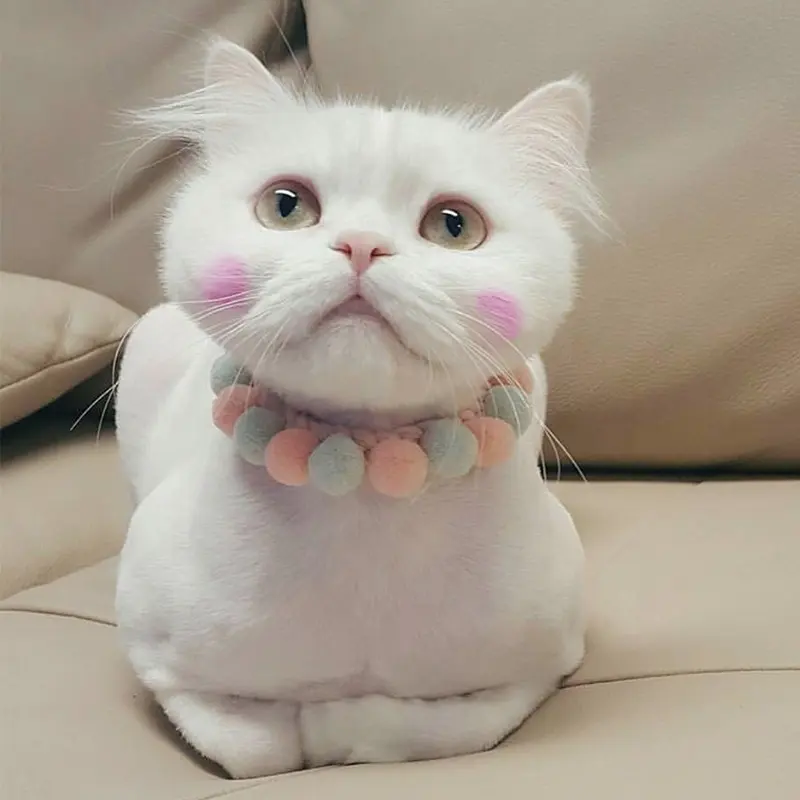 Saf el yapımı şeker renk sevimli tasarım yumuşak nefes japon kore pet yaka yavru ponpon kedi kayışları aksesuarları
