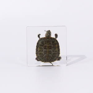 Equipo de enseñanza de espécimen de resina incrustado de tortuga Animal Real al por mayor para escuela secundaria - Product Image 5