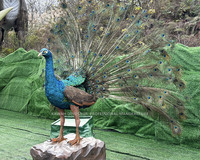 Paon animatronique grandeur nature avec mouvements et sons