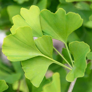 100% tinh khiết tự nhiên bán buôn số lượng lớn <span class=keywords><strong>Ginkgo</strong></span> <span class=keywords><strong>Biloba</strong></span> dầu chiết xuất thực phẩm thực vật <span class=keywords><strong>Ginkgo</strong></span> <span class=keywords><strong>Biloba</strong></span> Tinh dầu Mỹ phẩm cấp - Product Image 4
