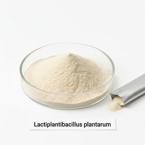 Lactiplantibacillus plantarum Lp18 600 milliards d'UFC/g Poudre Probiotique Matière Première en Vrac pour la Fabrication de Compléments Alimentaires - Product Image 1