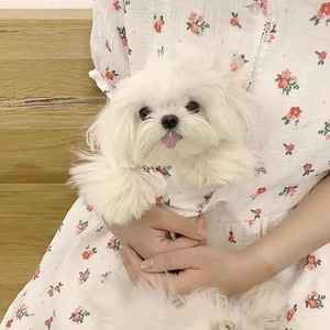 Vestido De Verão De Cão Por Atacado Para Cães Pequenos Vestido Floral Gato Maltês Bonito Roupas Minúsculas Pet Estilo Coreano - Product Image 5