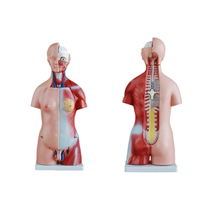 Modelo de <span class=keywords><strong>cuerpo</strong></span> <span class=keywords><strong>humano</strong></span> Torso Anatomy Doll 15 Partes extraíbles esqueleto visceral cerebro con Manual detallado altura de 10,5 pulgadas - Product Image 3